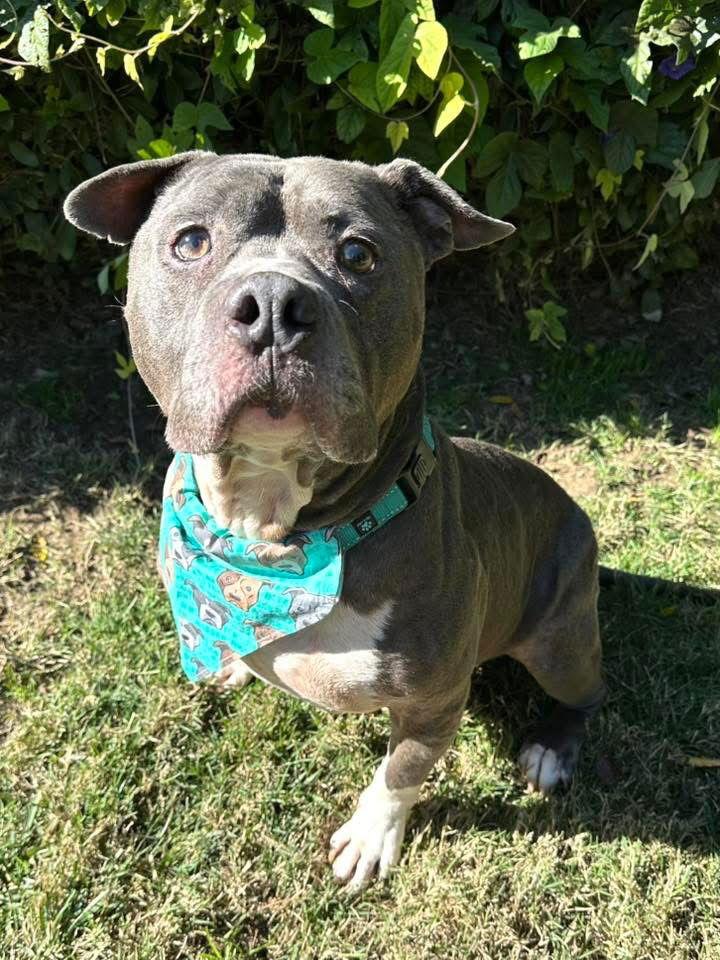 Storm, Adoptable, Adult Male Pit Bull Terrier.