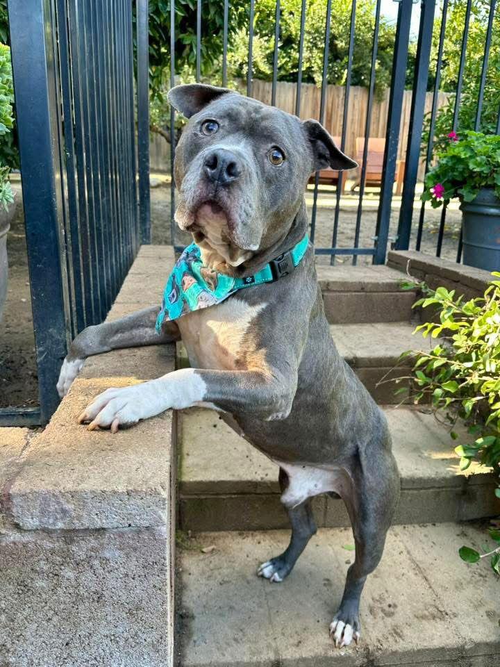 Enlarge Storm, a Adoptable Pit Bull Terrier in Redlands, CA image 2/3