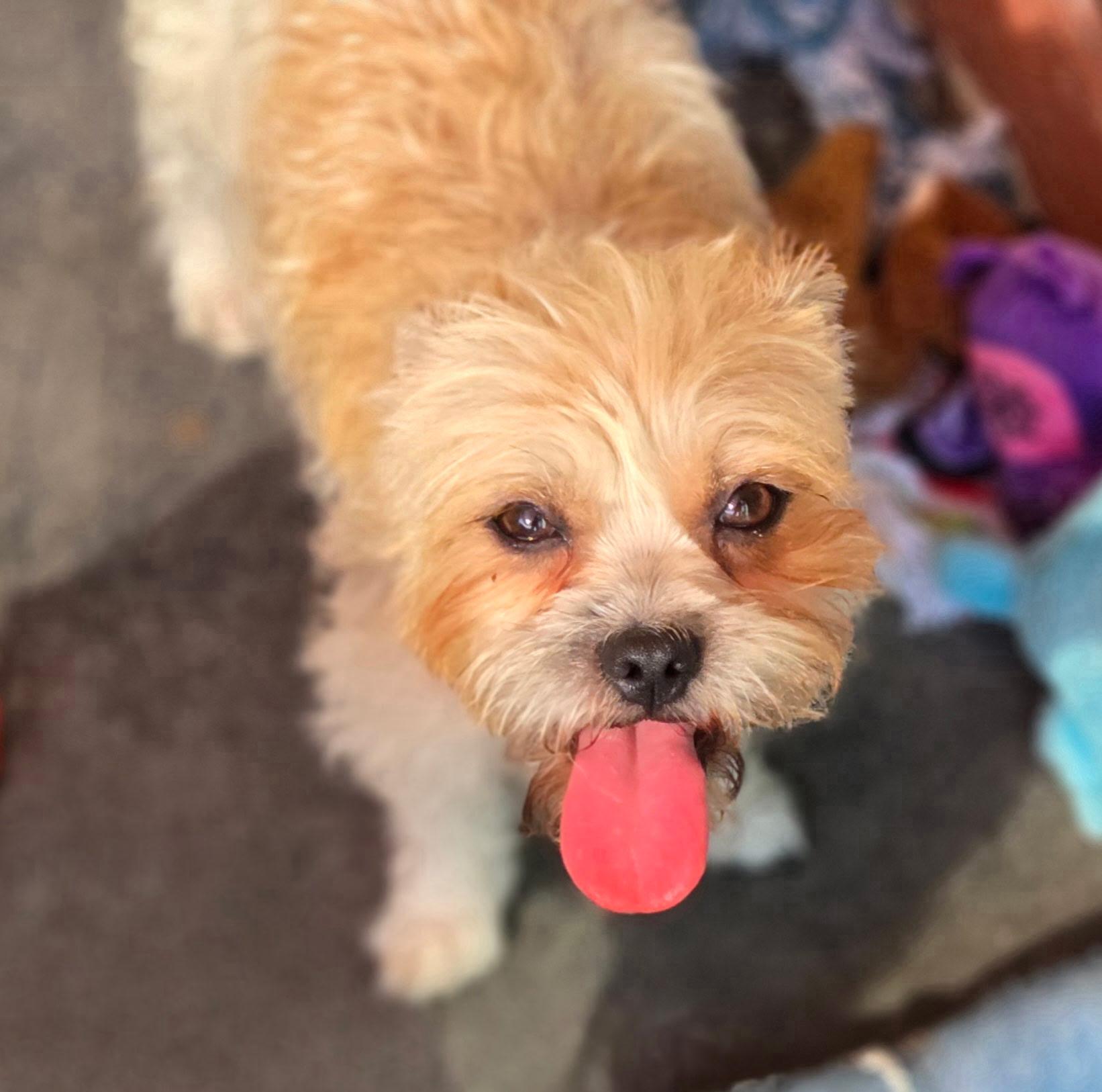 Shelly, a Adopted mixed breed in Eugene, OR image 1/3