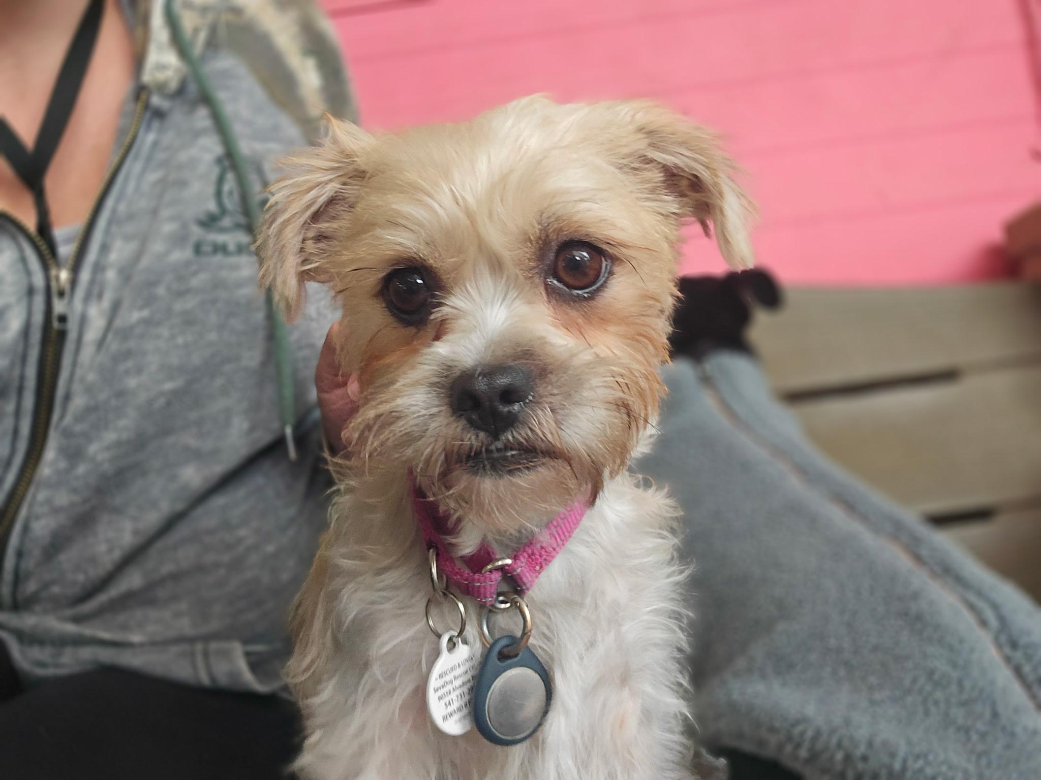 Shelly, a Adopted mixed breed in Eugene, OR image 2/3