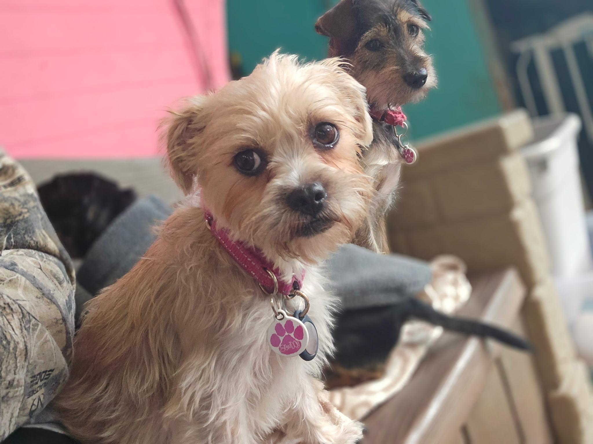 Shelly, a Adopted mixed breed in Eugene, OR image 3/3