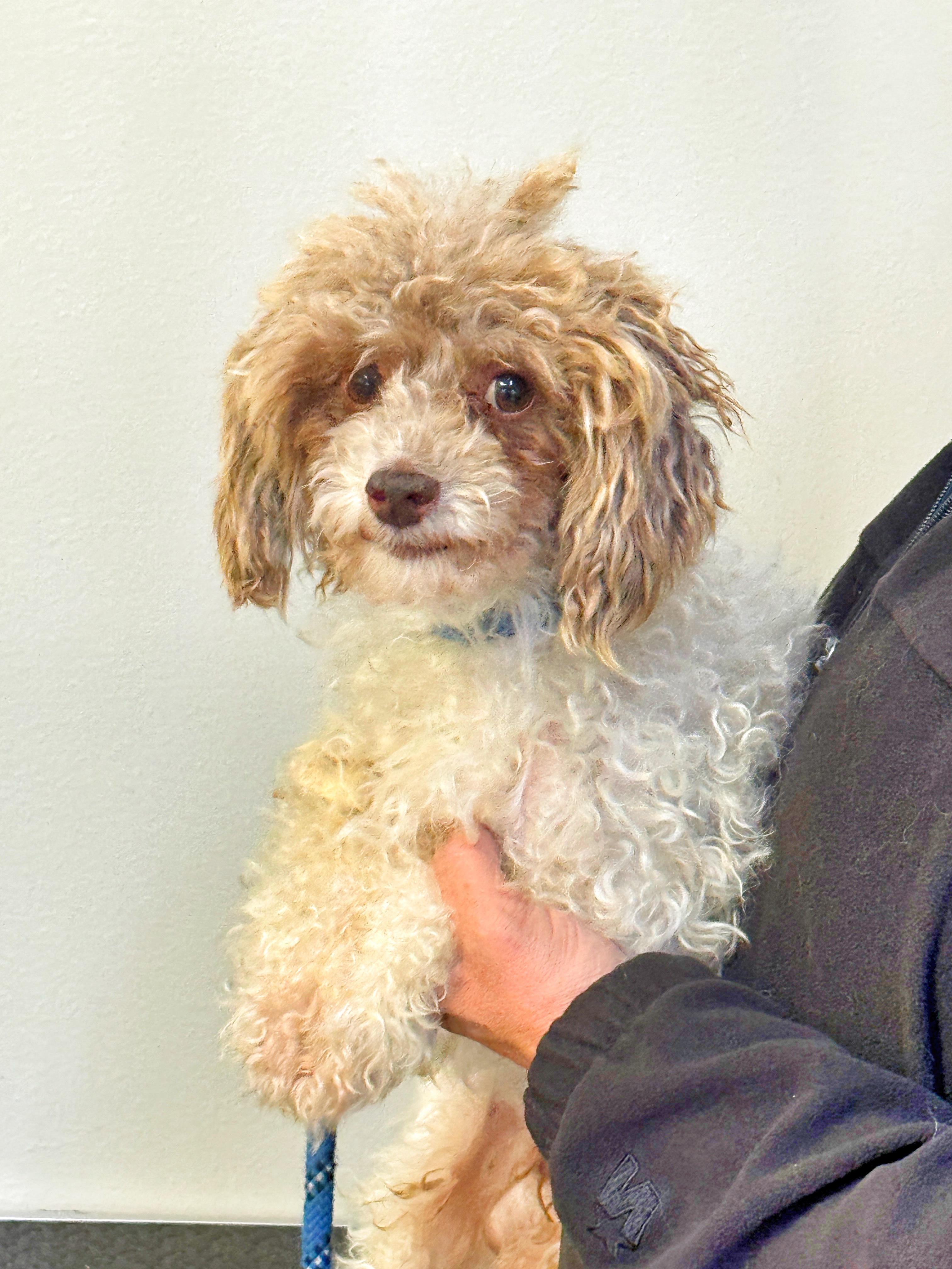 Enlarge Deuce, an adopted Poodle (Toy) in Richmond, VA image 5/5