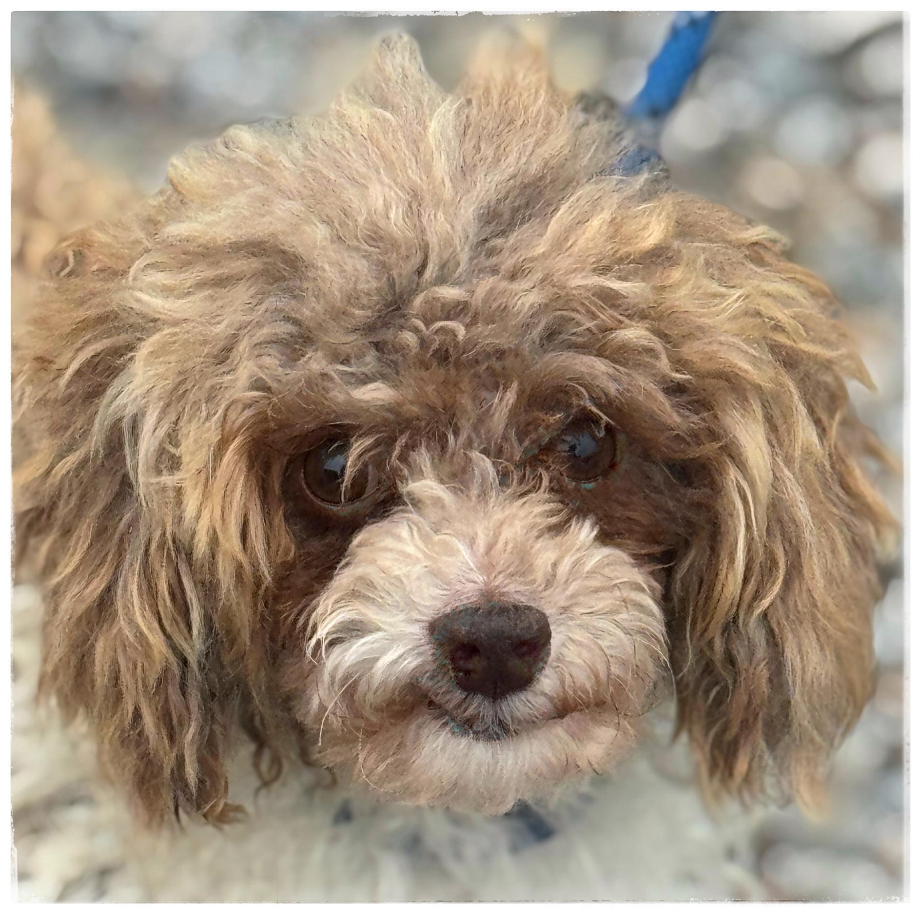 Enlarge Deuce, an adopted Poodle (Toy) in Richmond, VA image 1/5