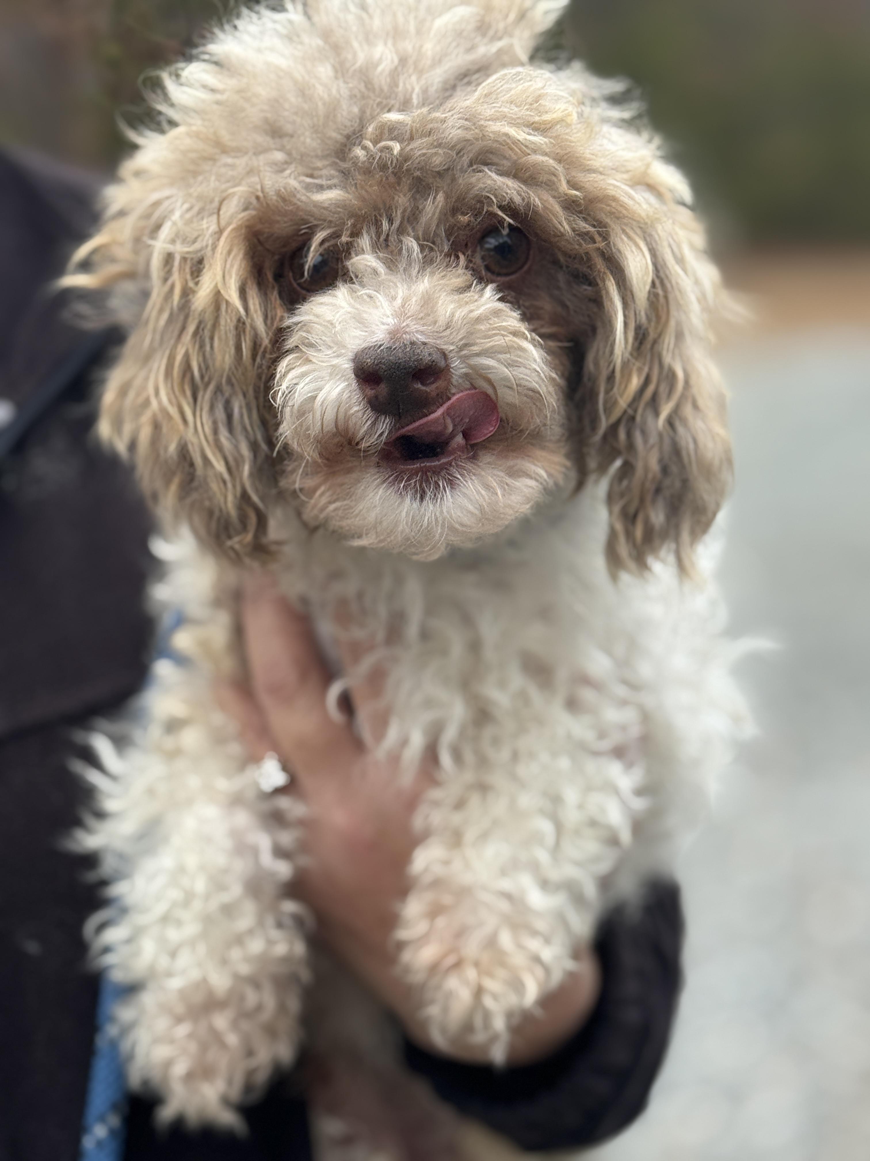 Enlarge Deuce, an adopted Poodle (Toy) in Richmond, VA image 2/5
