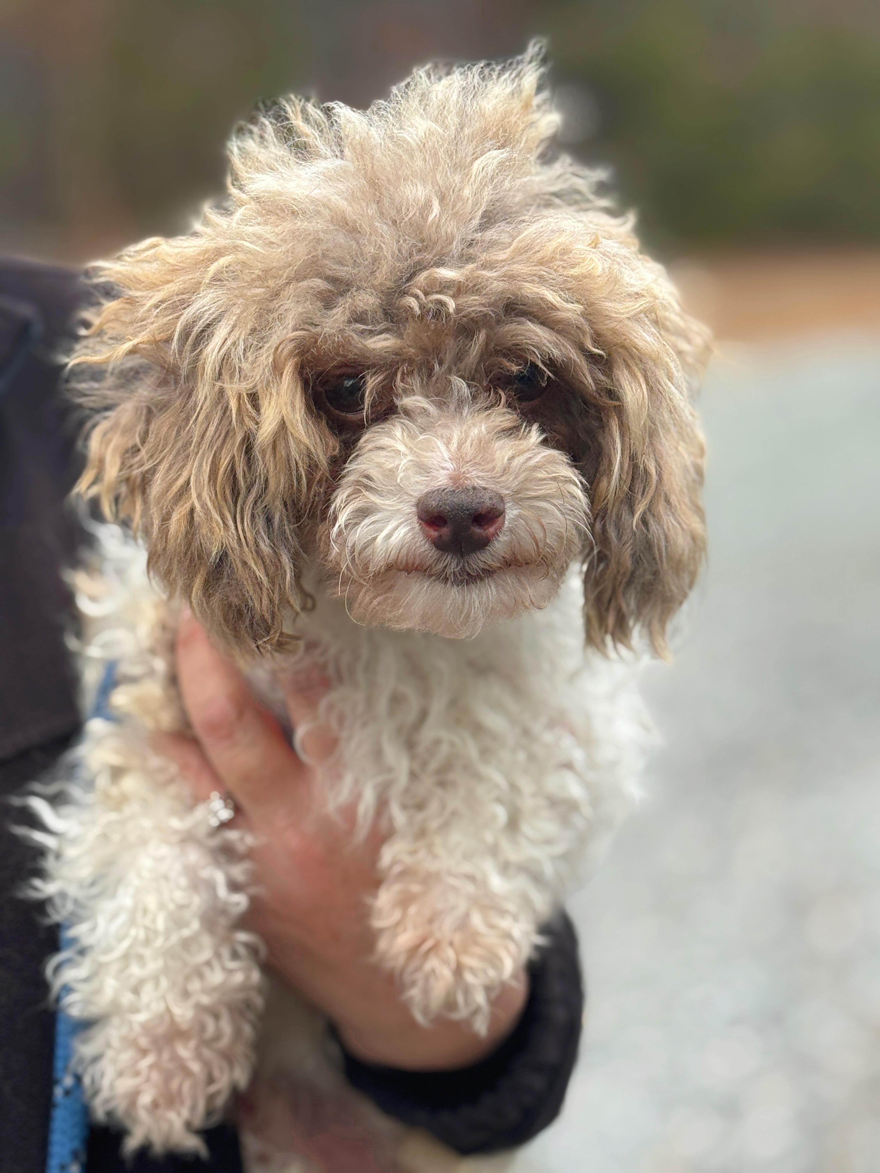 Enlarge Deuce, an adopted Poodle (Toy) in Richmond, VA image 3/5