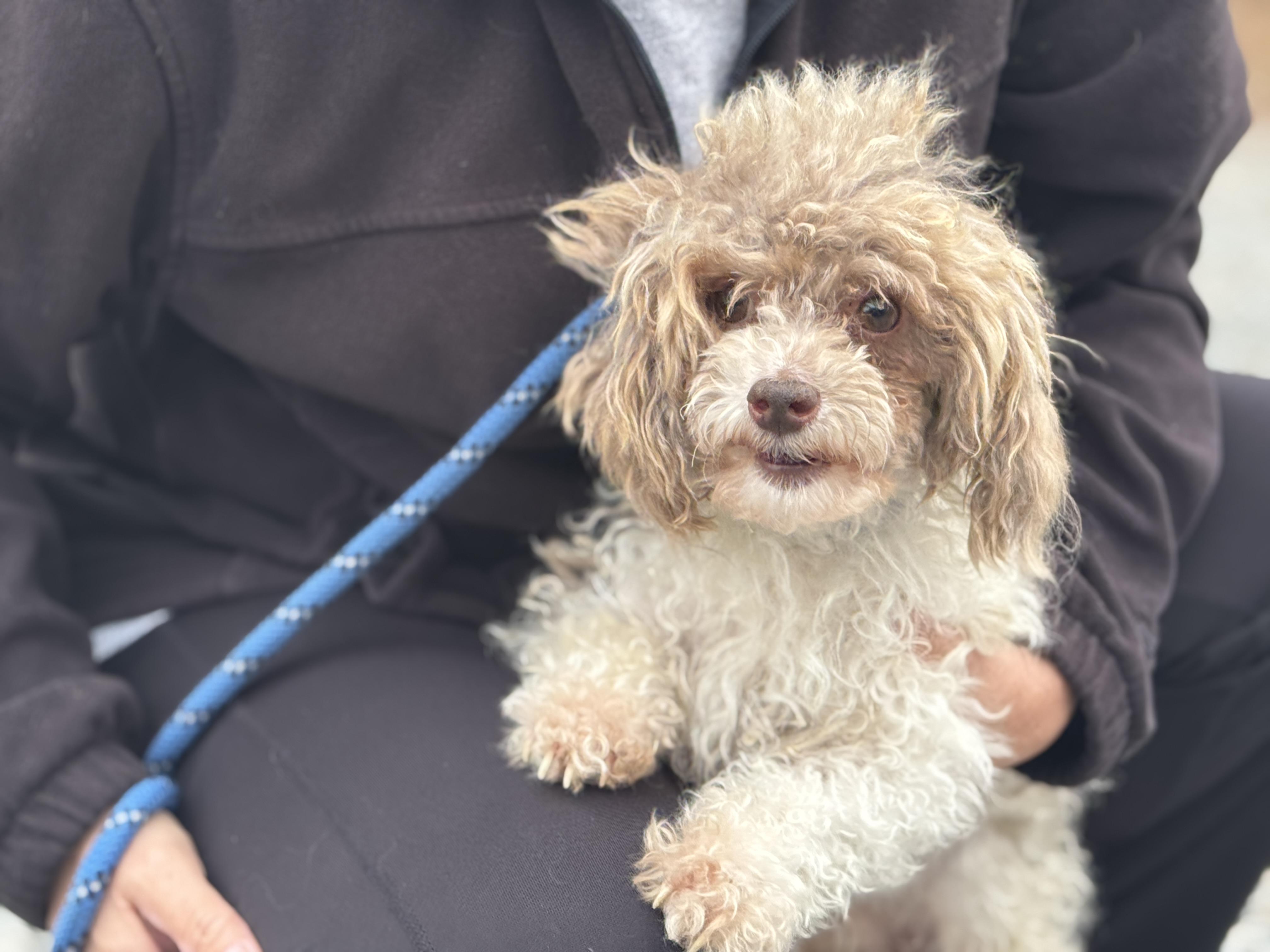 Enlarge Deuce, an adopted Poodle (Toy) in Richmond, VA image 4/5