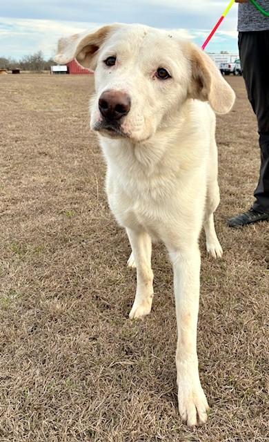 Enlarge Ghost, a ADOPTABLE mixed breed in Austin, TX image 4/4
