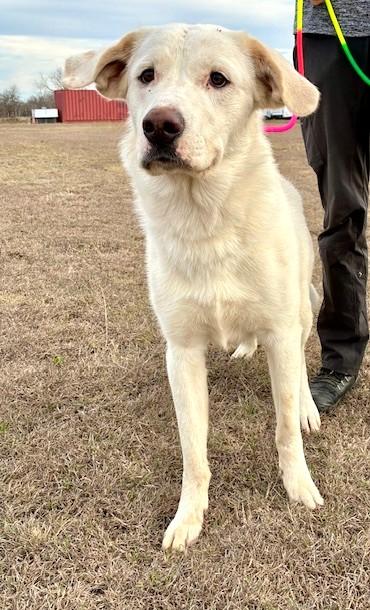 Enlarge Ghost, a ADOPTABLE mixed breed in Austin, TX image 2/4