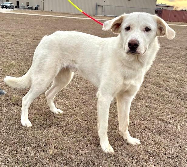Ghost, ADOPTABLE, Young Male Akbash.