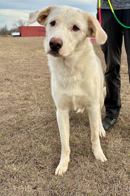 Enlarge Ghost, a ADOPTABLE mixed breed in Austin, TX image 3/4