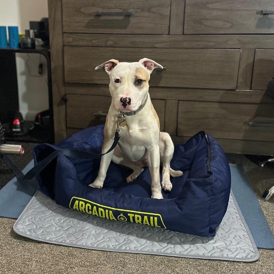 Enlarge Pink, a Adoptable Mixed Breed in Chicago, IL image 6/6