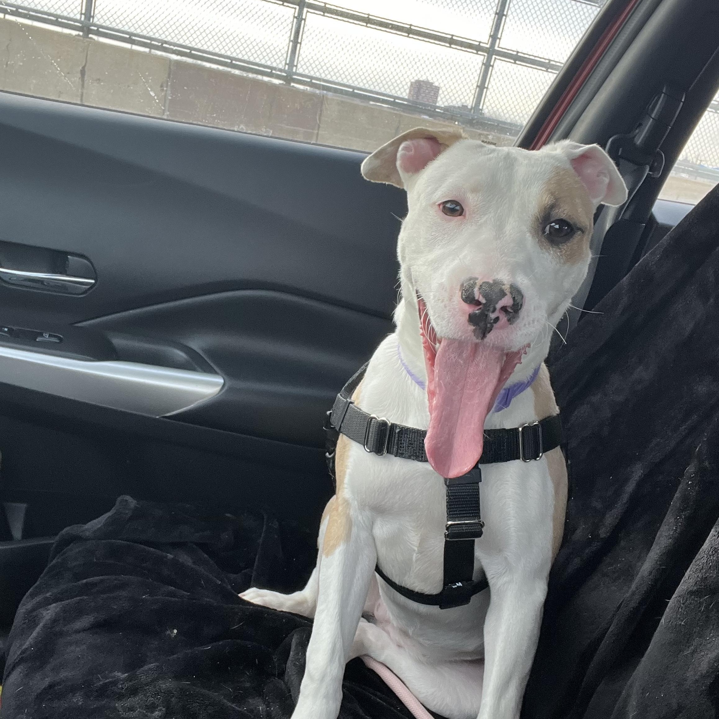 Enlarge Pink, a Adoptable Mixed Breed in Chicago, IL image 3/6