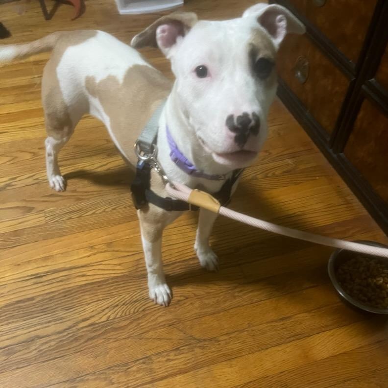 Enlarge Pink, a Adoptable Mixed Breed in Chicago, IL image 5/6