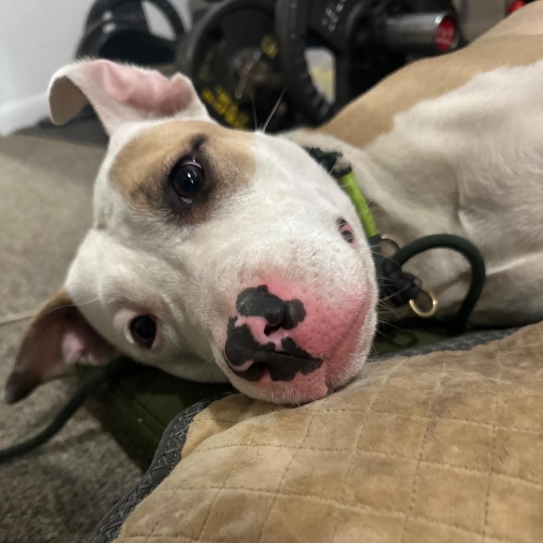 Pink, Adoptable, Young Female Mixed Breed.