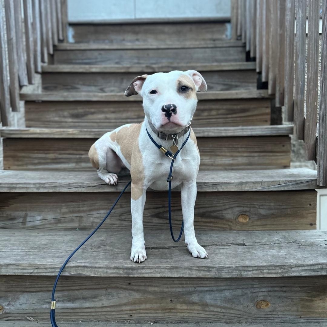 Enlarge Pink, a Adoptable Mixed Breed in Chicago, IL image 2/6