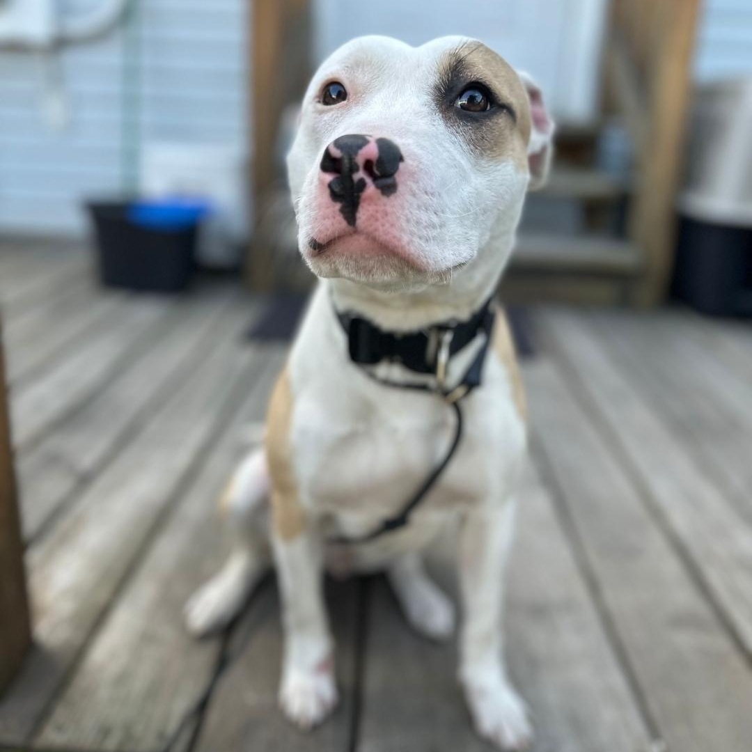 Pink, Adoptable, Young Female Mixed Breed.