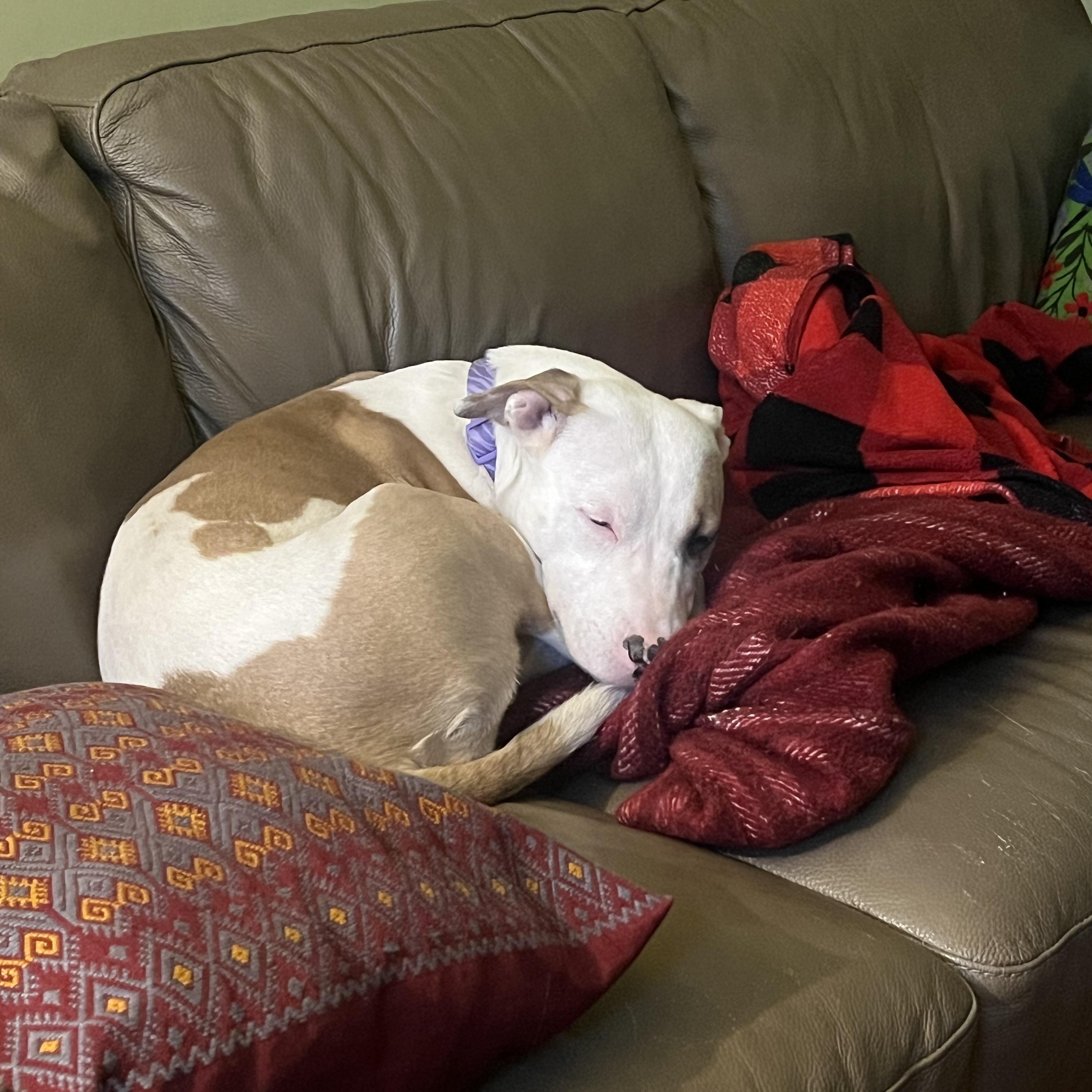 Enlarge Pink, a Adoptable Mixed Breed in Chicago, IL image 4/6