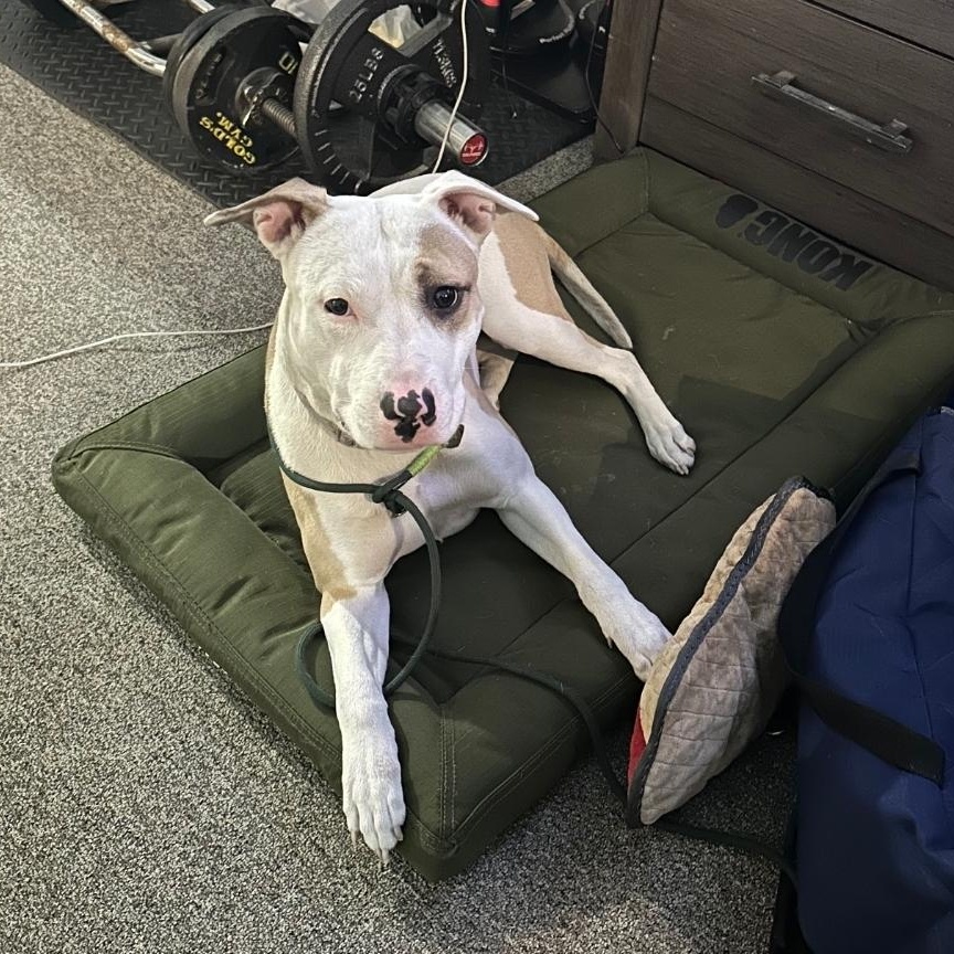 Enlarge Pink, a Adoptable Mixed Breed in Chicago, IL image 5/6