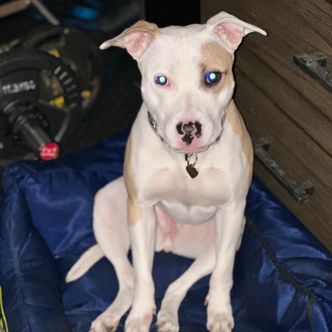 Enlarge Pink, a Adoptable Mixed Breed in Chicago, IL image 4/6