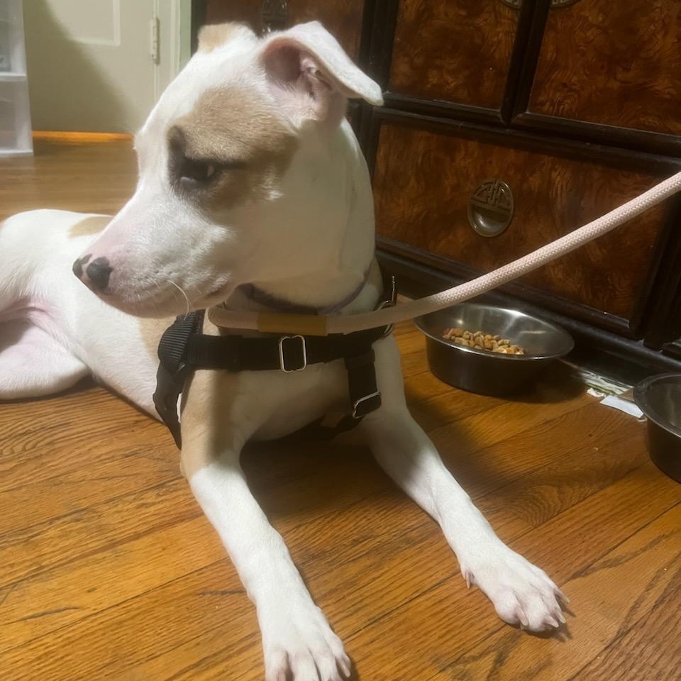 Enlarge Pink, a Adoptable Mixed Breed in Chicago, IL image 6/6