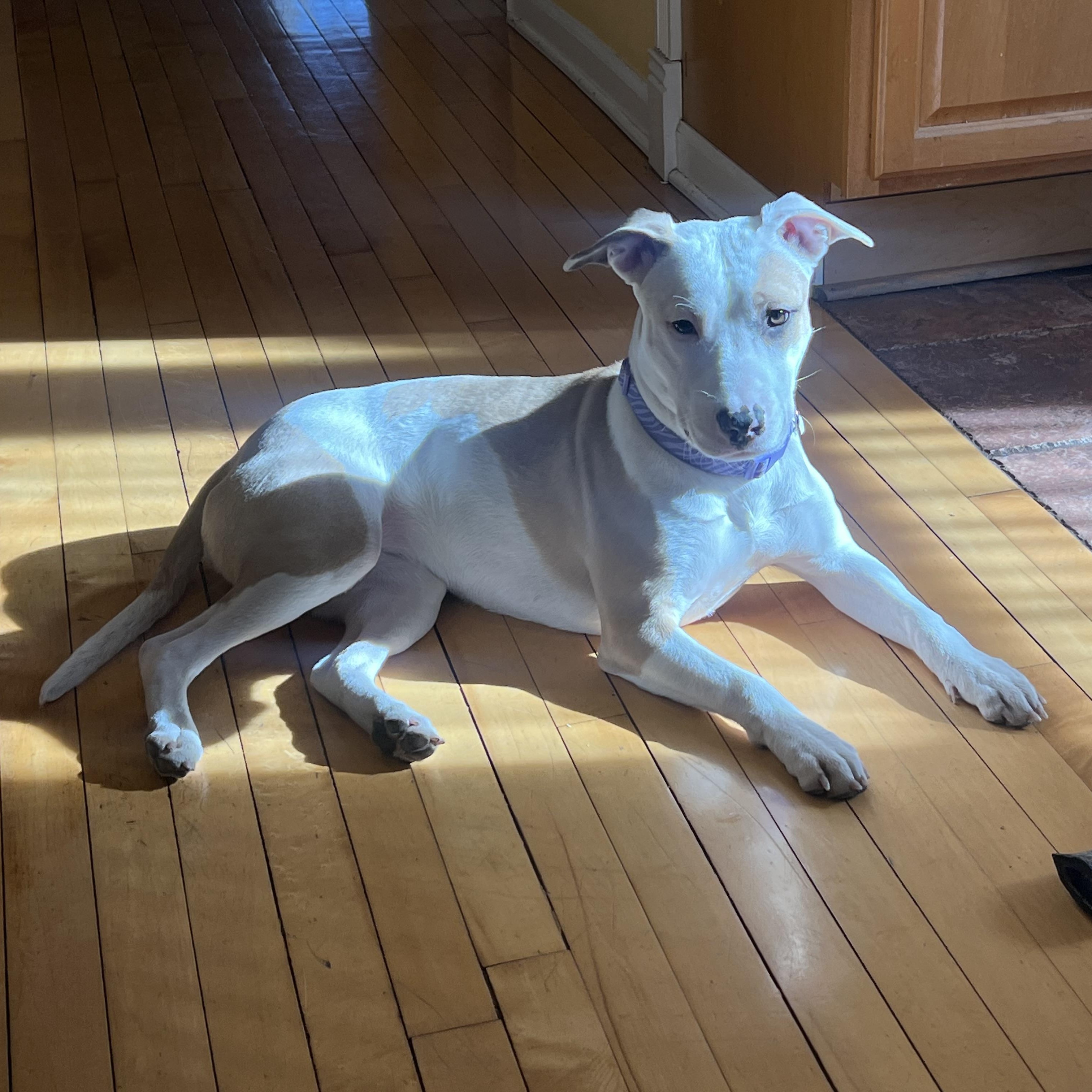 Enlarge Pink, a Adoptable Mixed Breed in Chicago, IL image 2/6