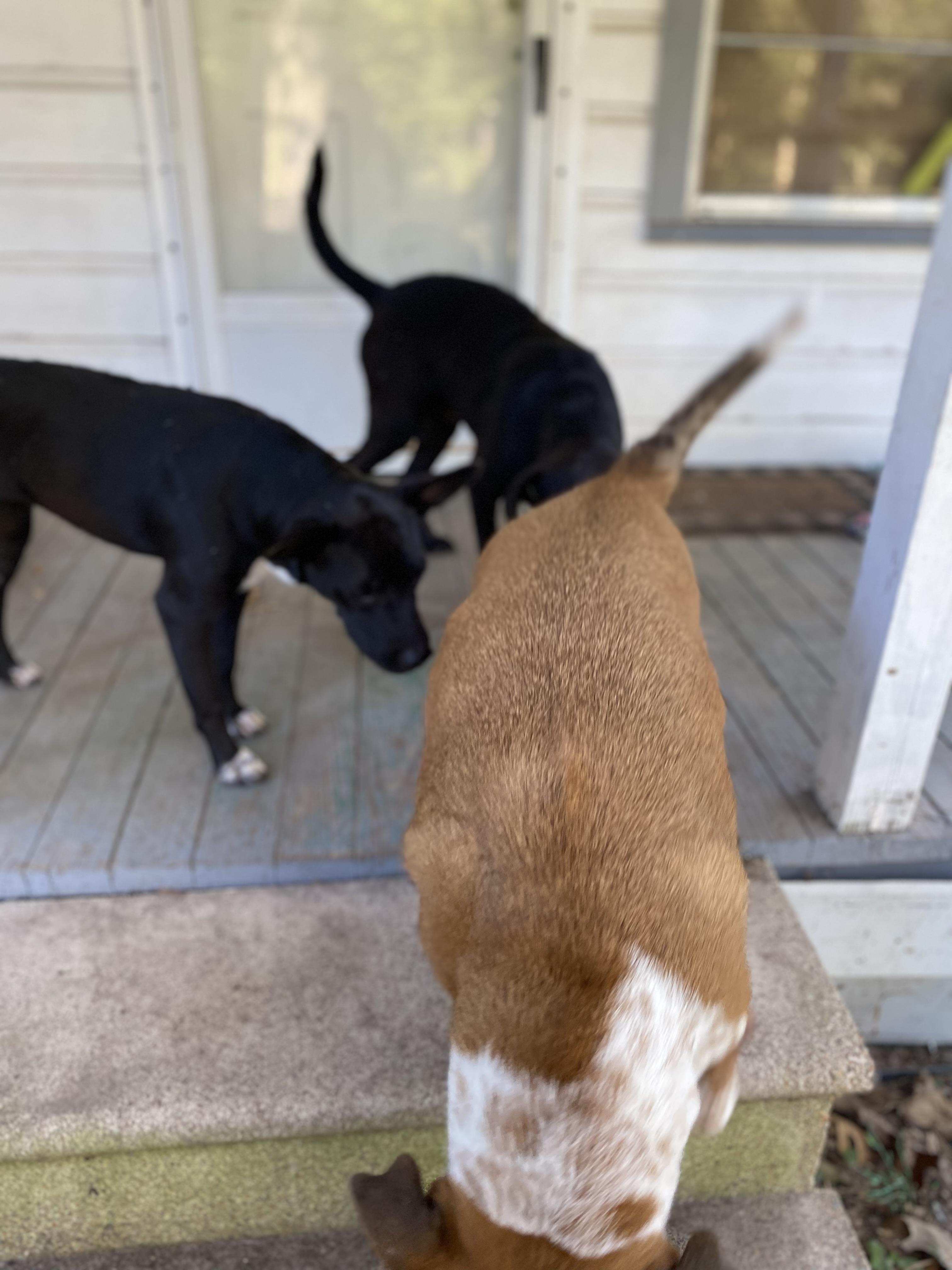 Enlarge Raven, a Adoptable Mixed Breed in Dallas, TX image 2/5