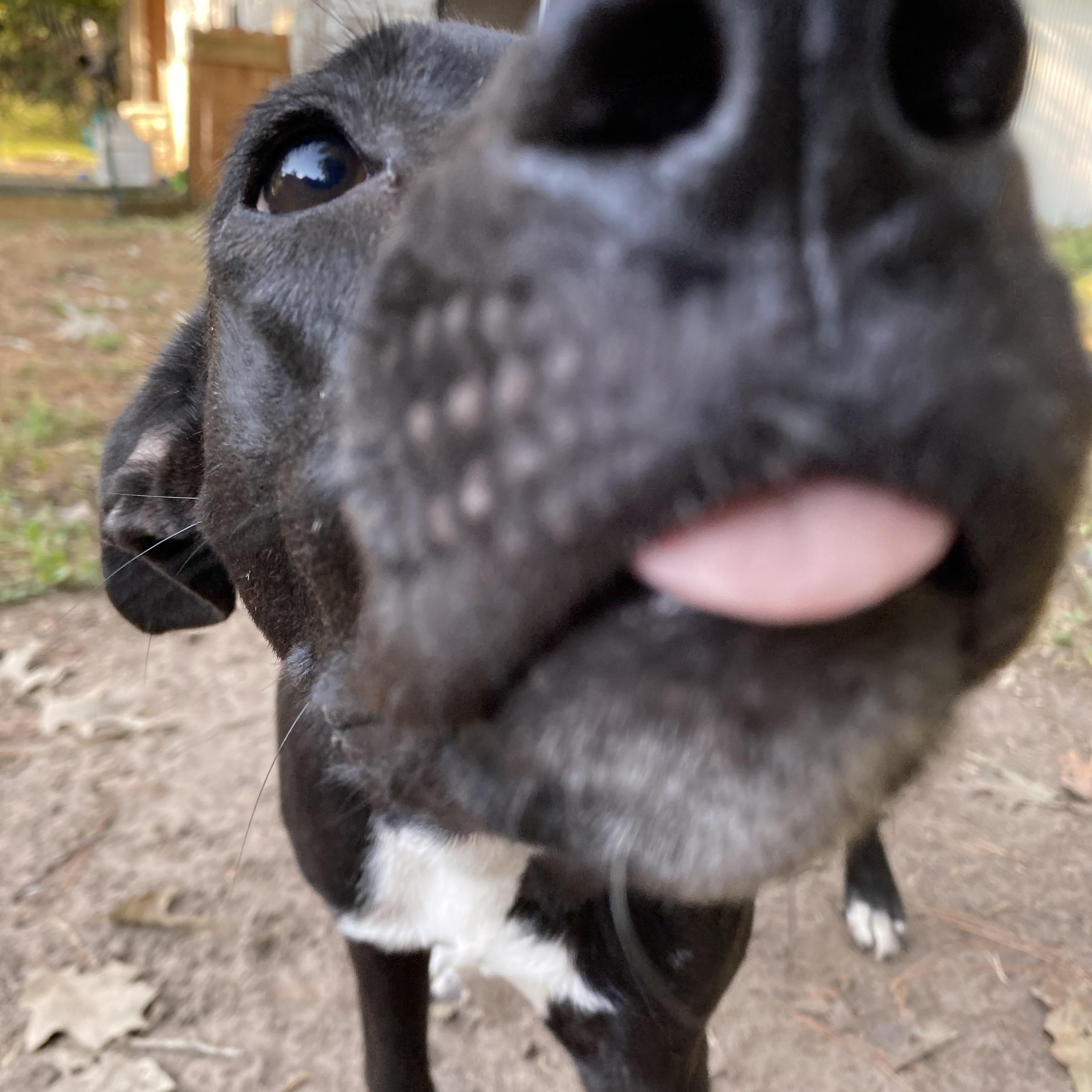 Raven, Adoptable, Young Female Mixed Breed.
