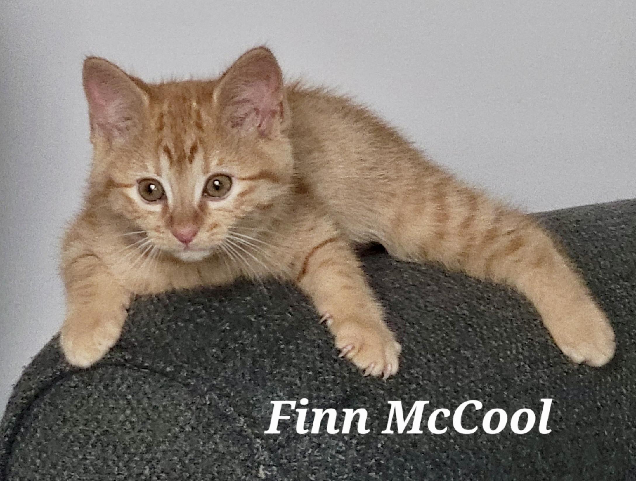 Enlarge Finn , an adopted American Shorthair in Saint Augustine, FL image 2/2