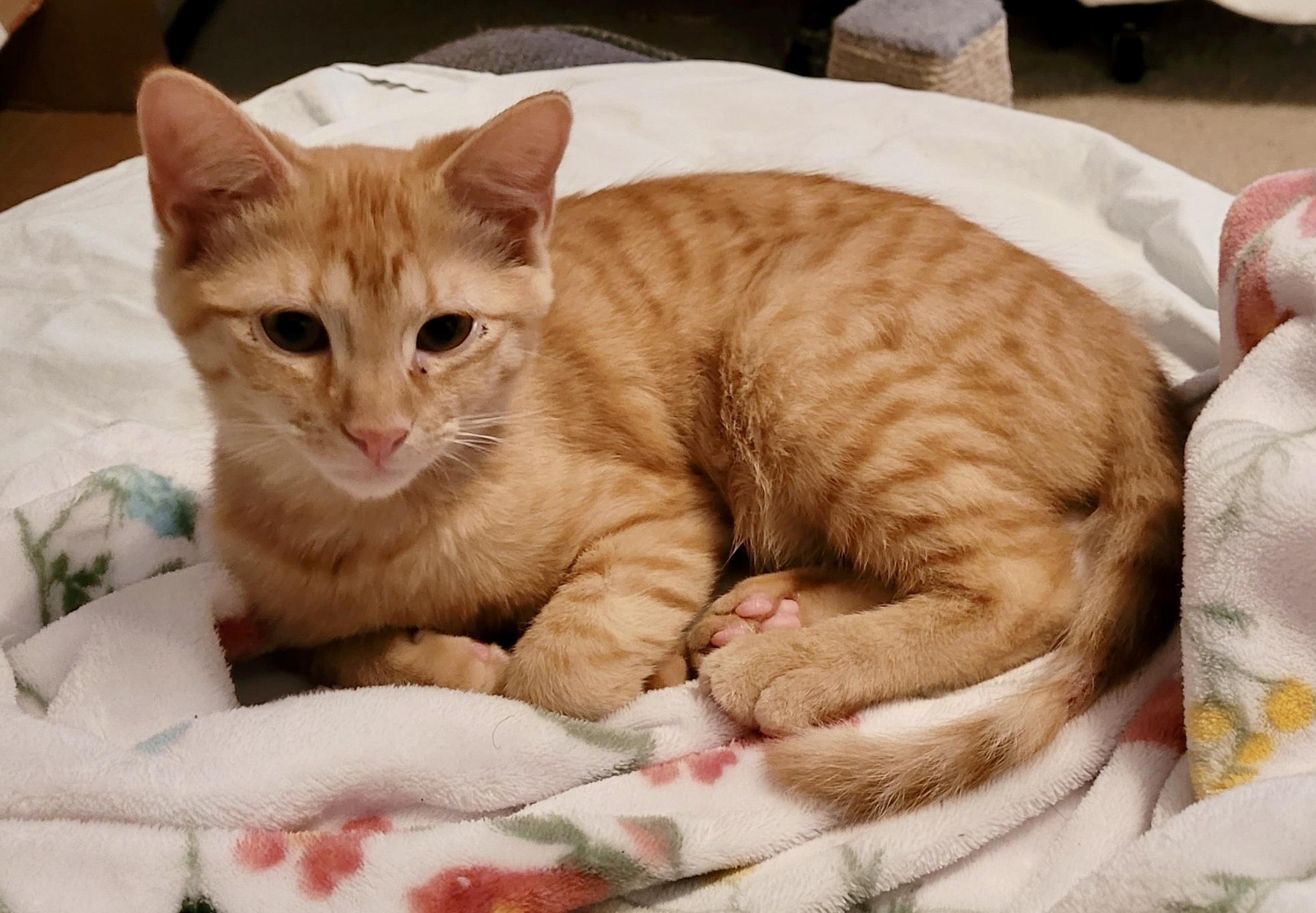 Enlarge Finn , an adopted American Shorthair in Saint Augustine, FL image 1/2