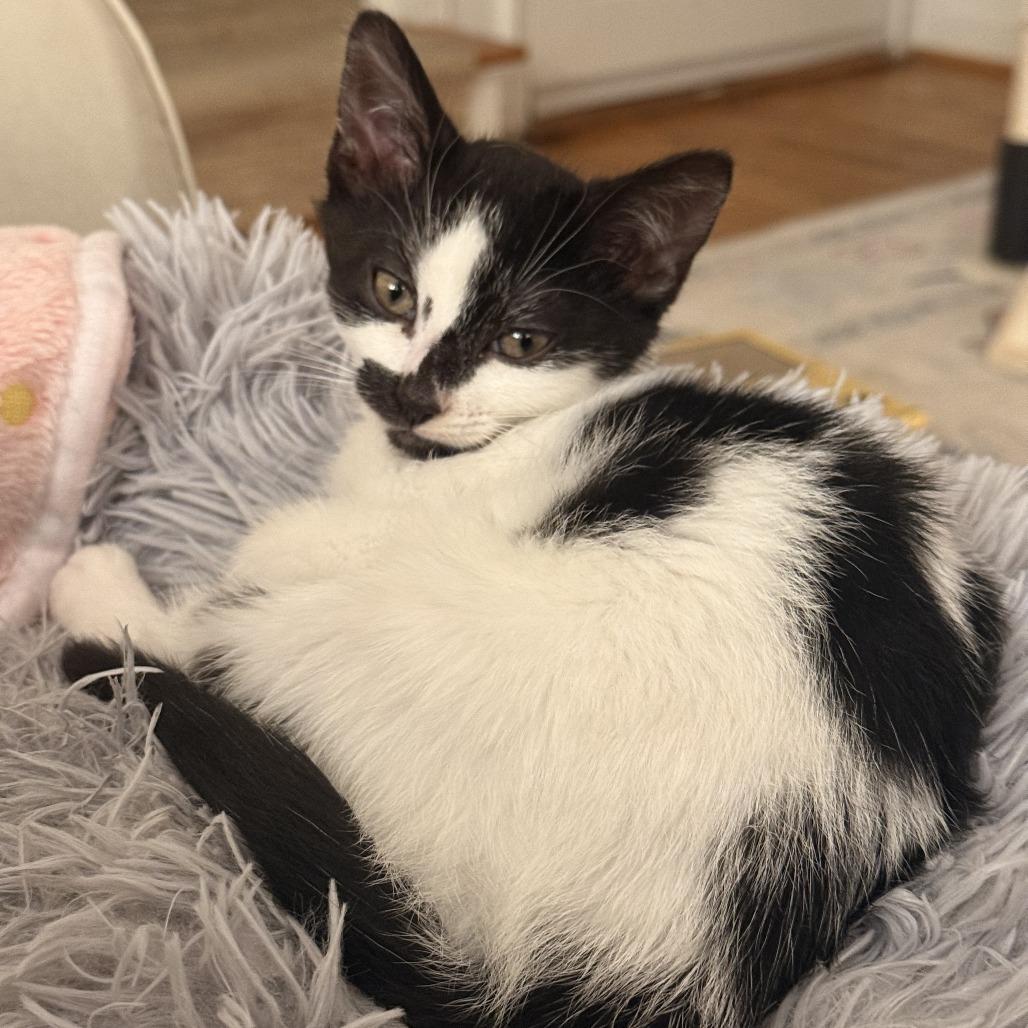 Rosie (Bugs Life), Adoptable, Kitten Female Domestic Short Hair.