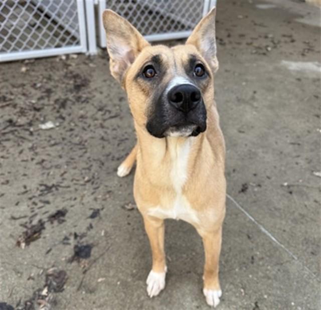 BONBON, Adoptable, Young Female German Shepherd Dog & Mixed Breed.