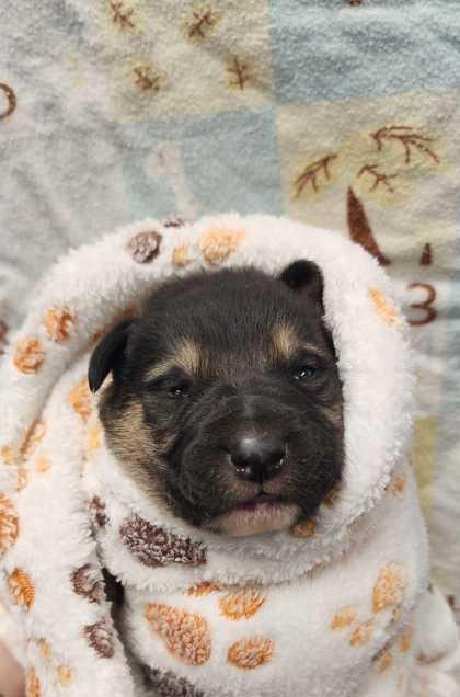 Hircine, Adoptable, Puppy Male Mixed Breed & Mixed Breed.