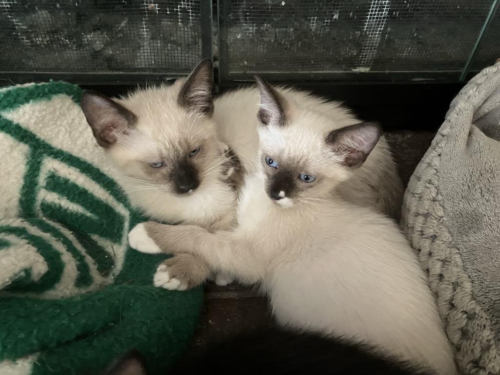 Enlarge Lavendar and Lucky, a Adopted Domestic Short Hair in Midland, MI image 2/2