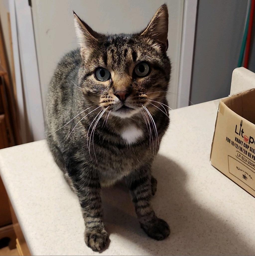 Tiger, Adoptable, Senior Male Domestic Short Hair.