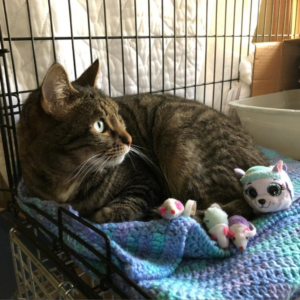 Enlarge Tiger, a Adoptable Domestic Short Hair in Wind Gap, PA image 2/3