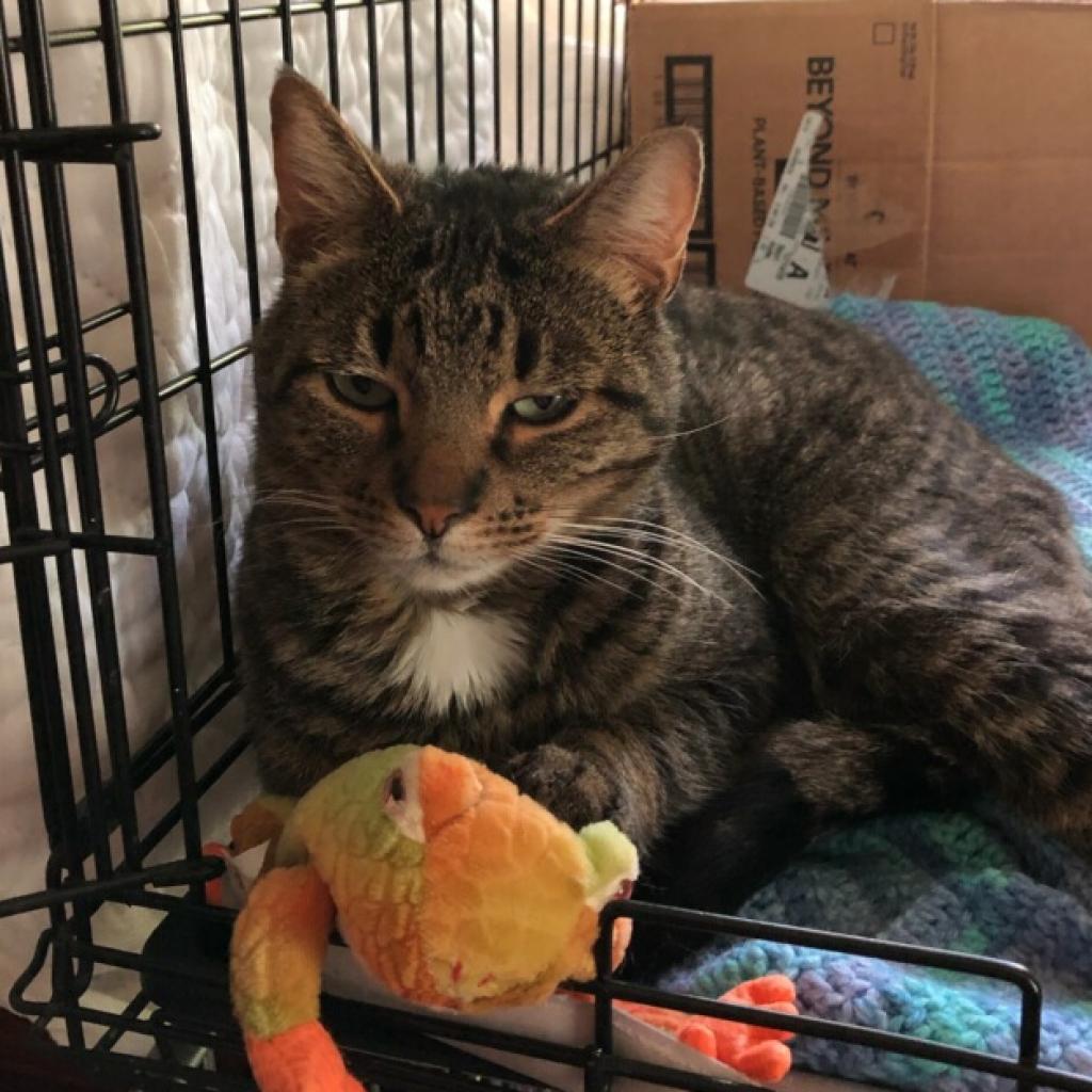 Enlarge Tiger, a Adoptable Domestic Short Hair in Wind Gap, PA image 3/3