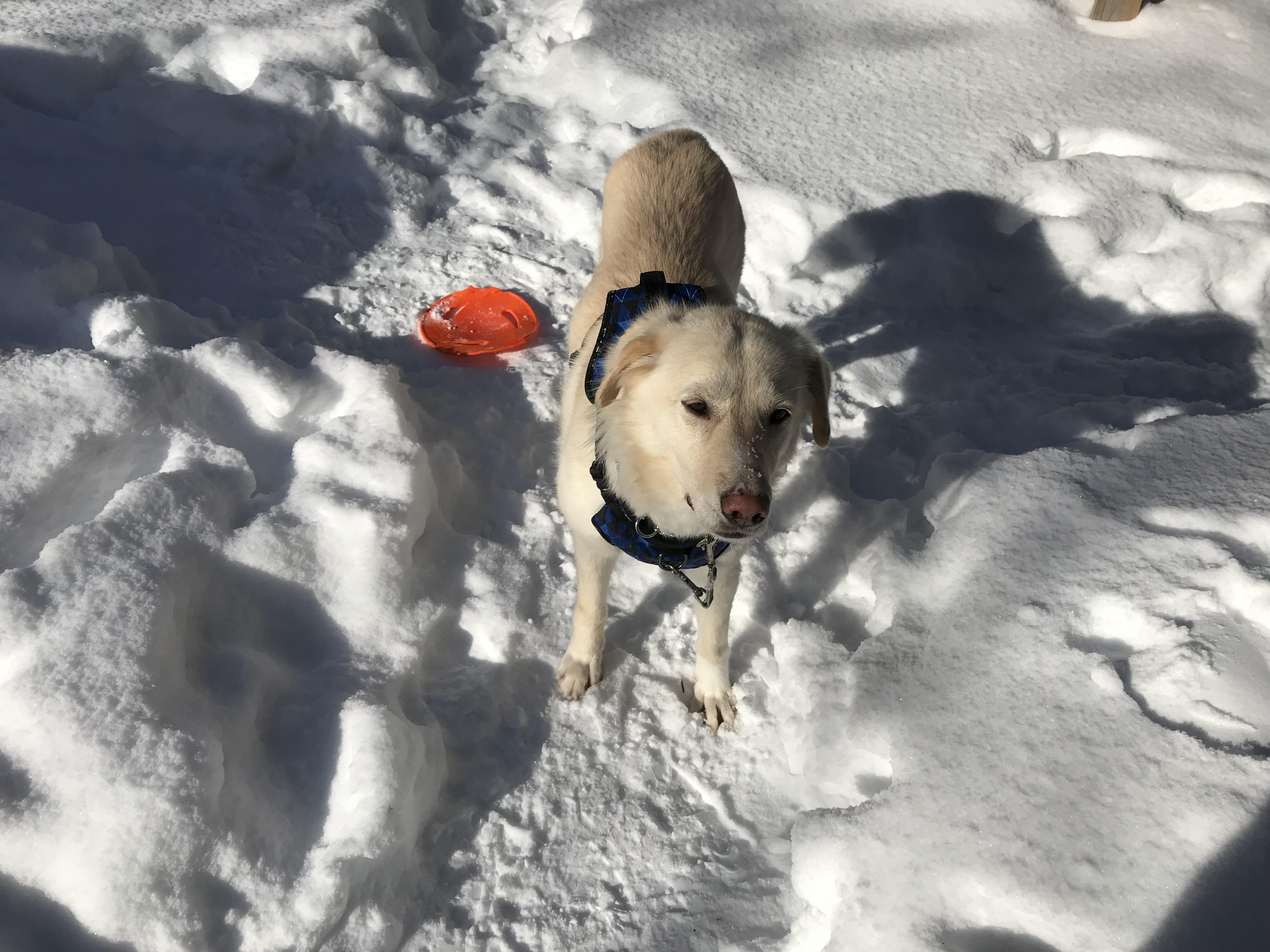 Enlarge Marlene, an adopted mixed breed in Oakville, ON image 4/6