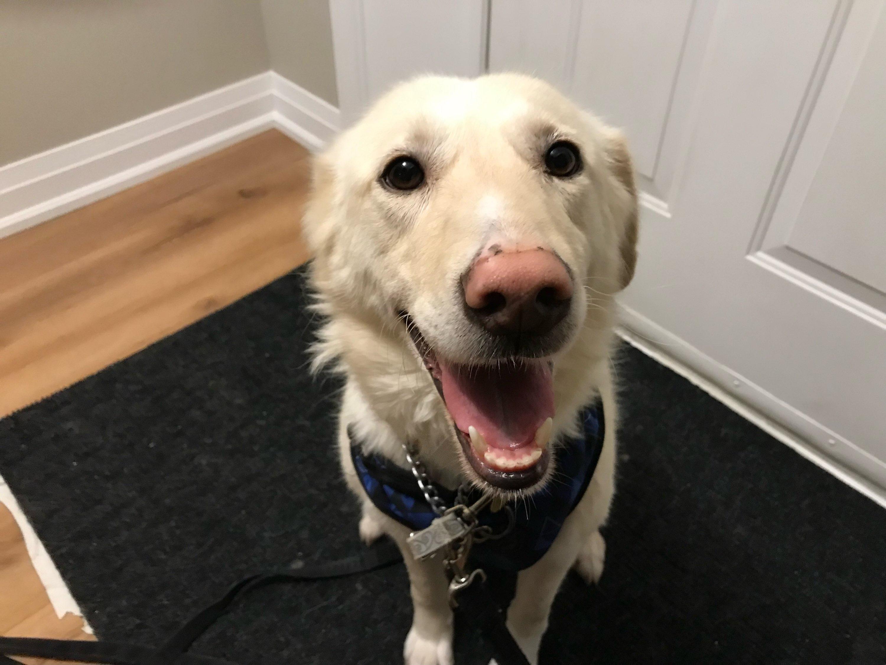 Enlarge Marlene, an adopted mixed breed in Oakville, ON image 6/6