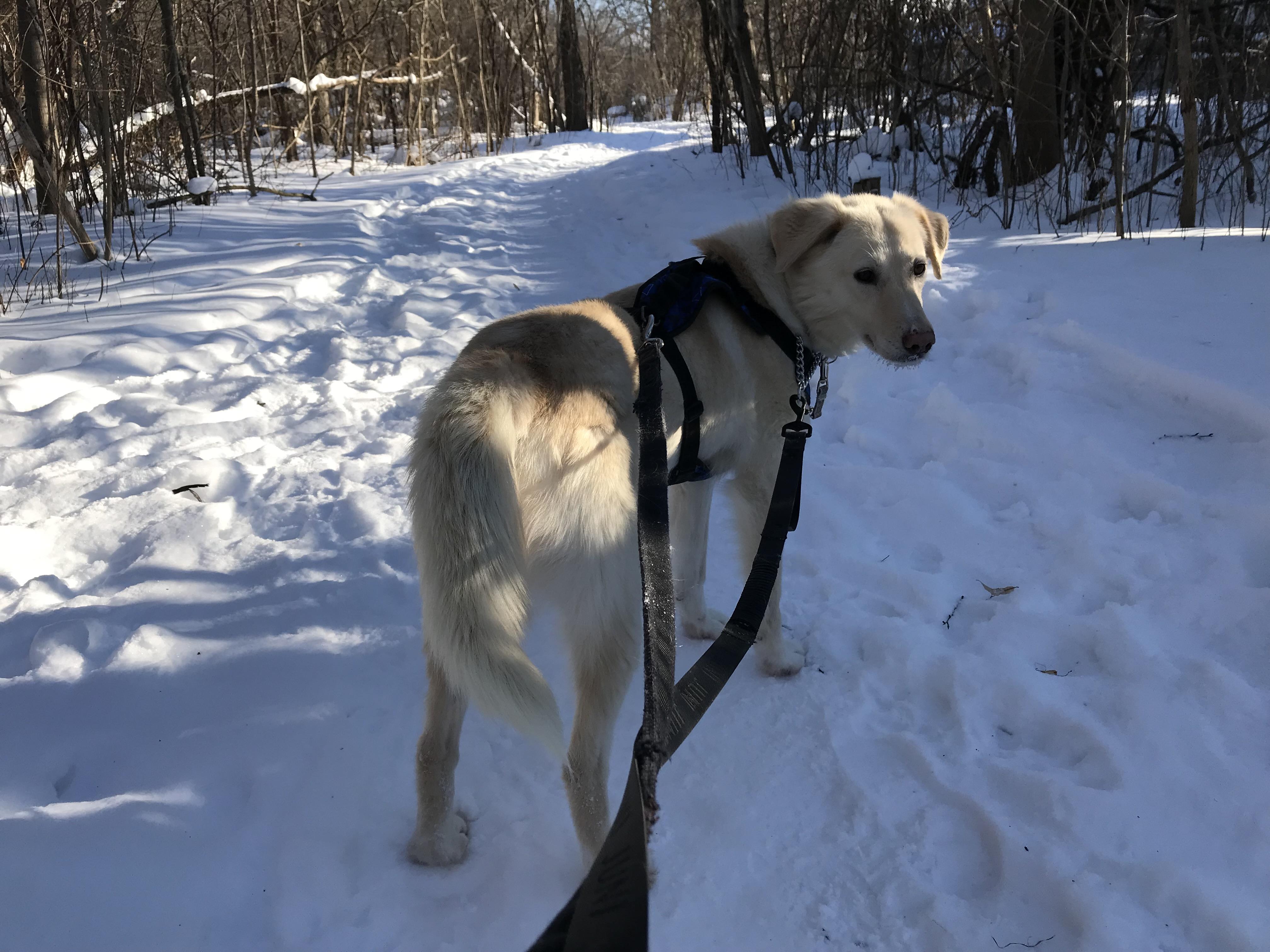 Enlarge Marlene, an adopted mixed breed in Oakville, ON image 5/6