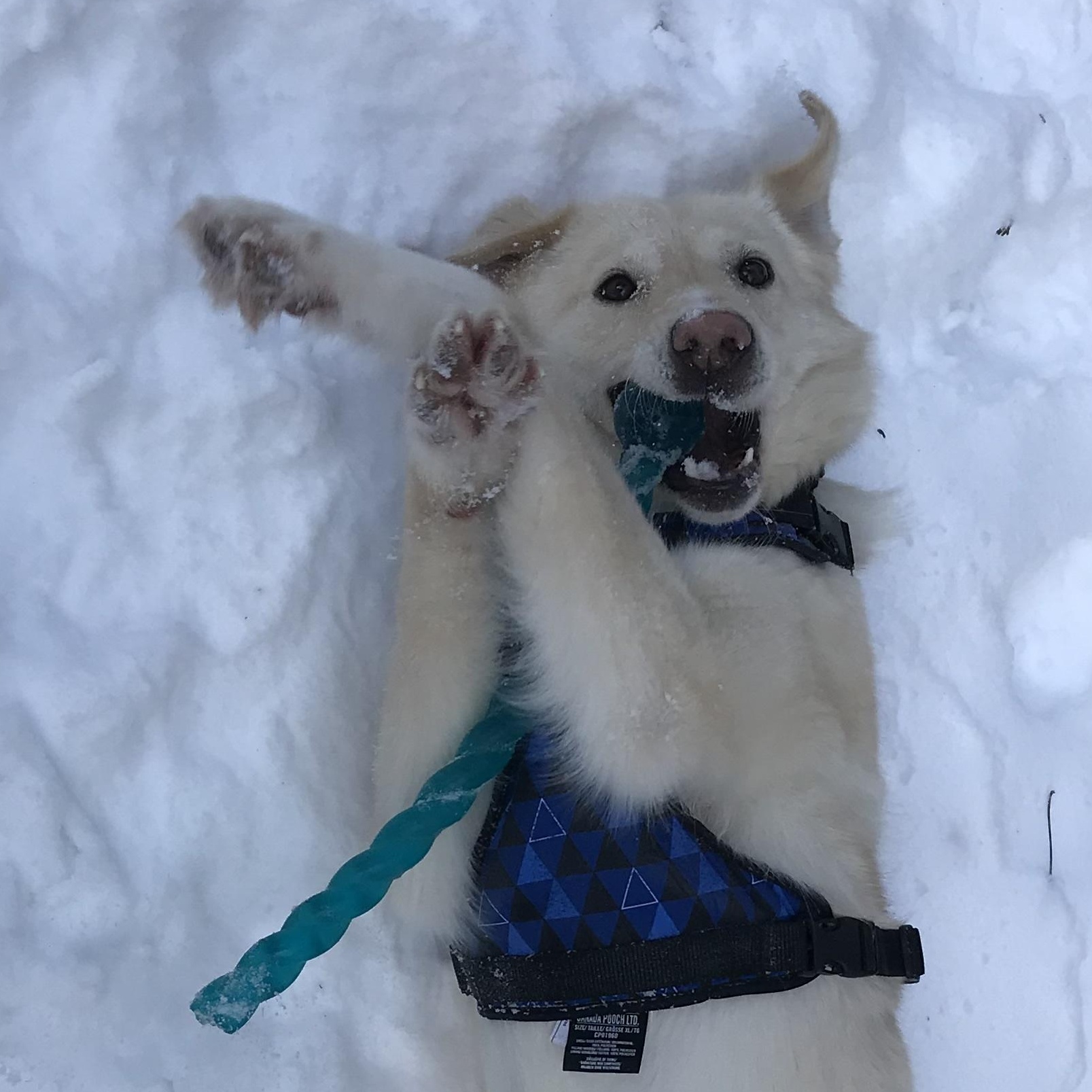 Enlarge Marlene, an adopted mixed breed in Oakville, ON image 2/6