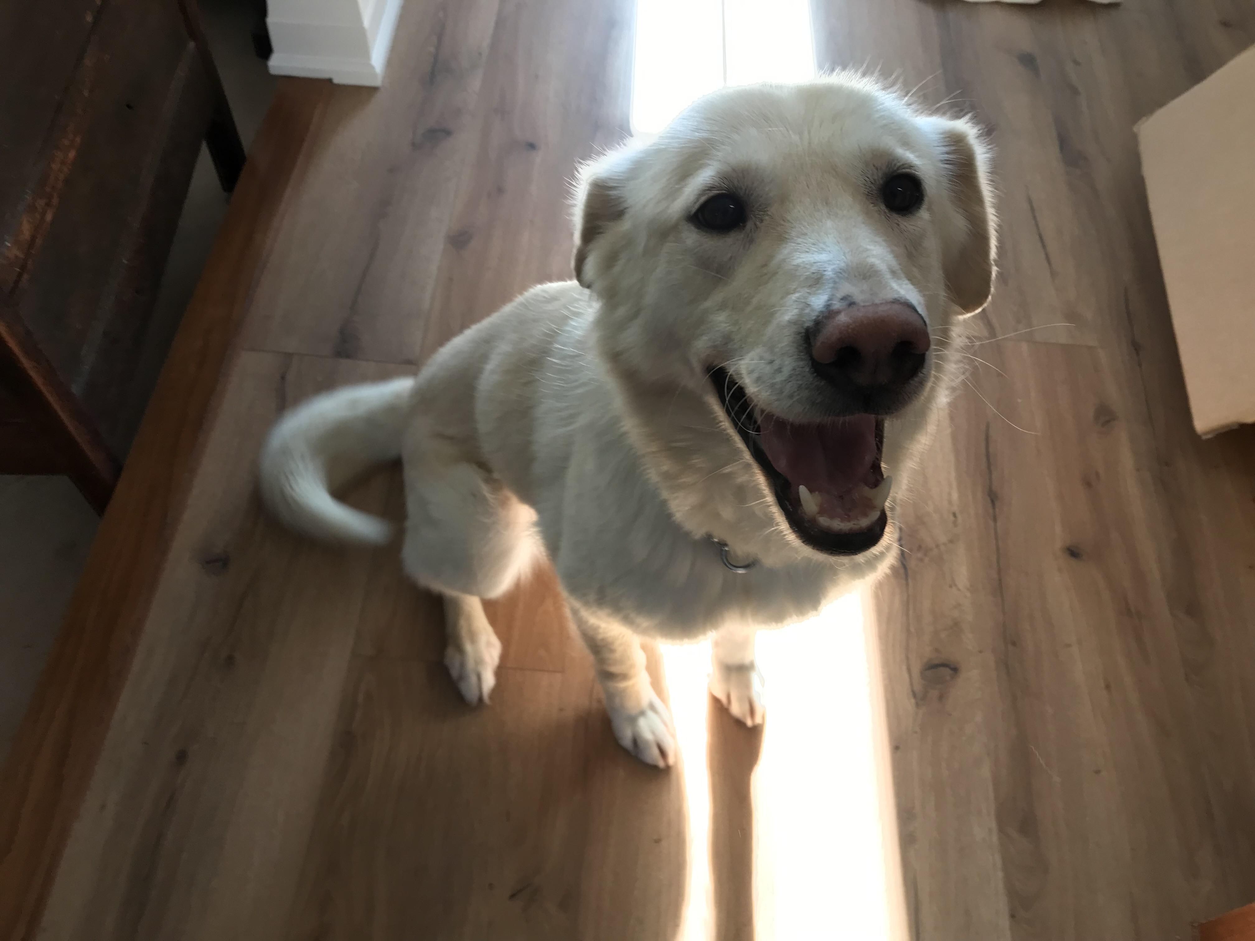 Enlarge Marlene, an adopted mixed breed in Oakville, ON image 3/6