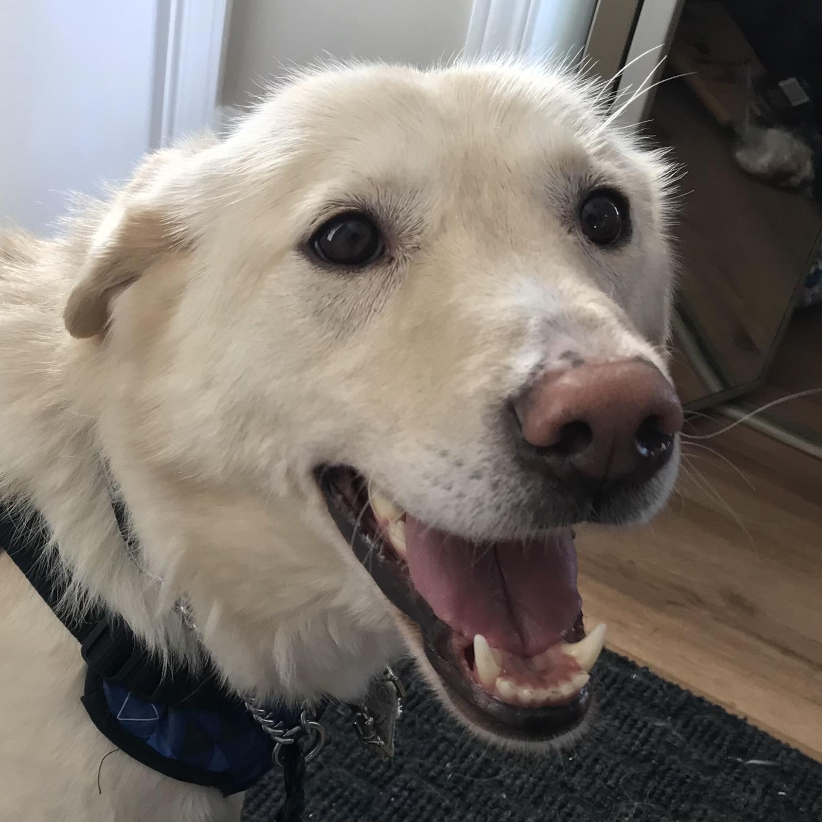 Enlarge Marlene, an adopted mixed breed in Oakville, ON image 1/6