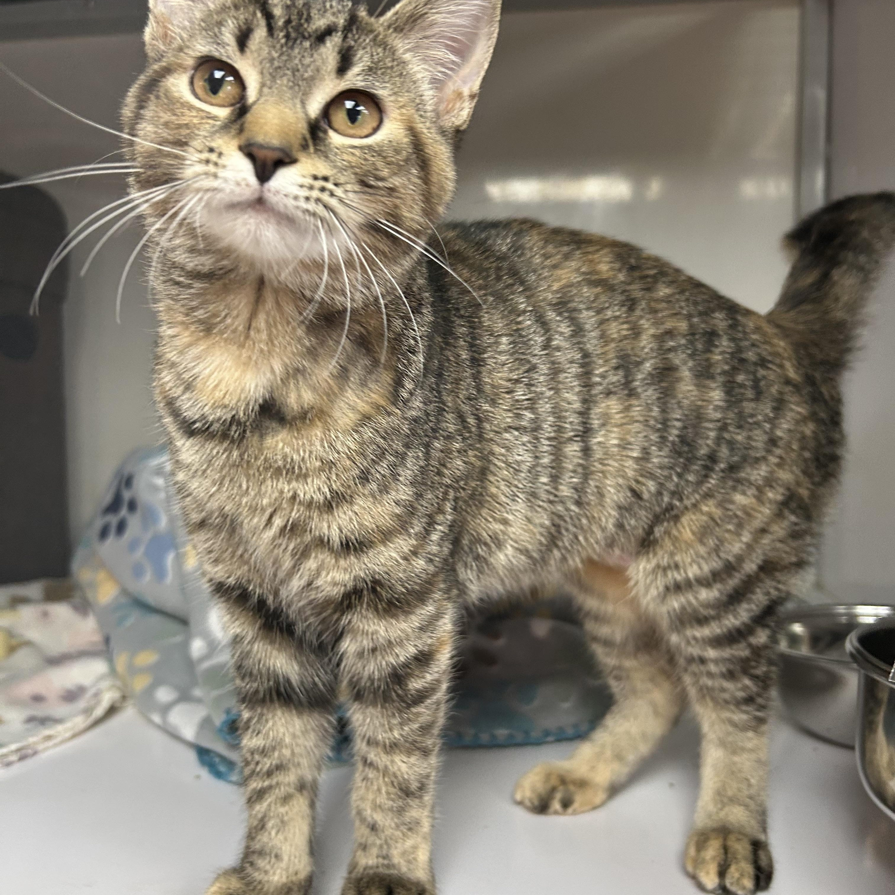 Enlarge Carp, a ADOPTABLE Domestic Short Hair in White Oak, PA image 2/2