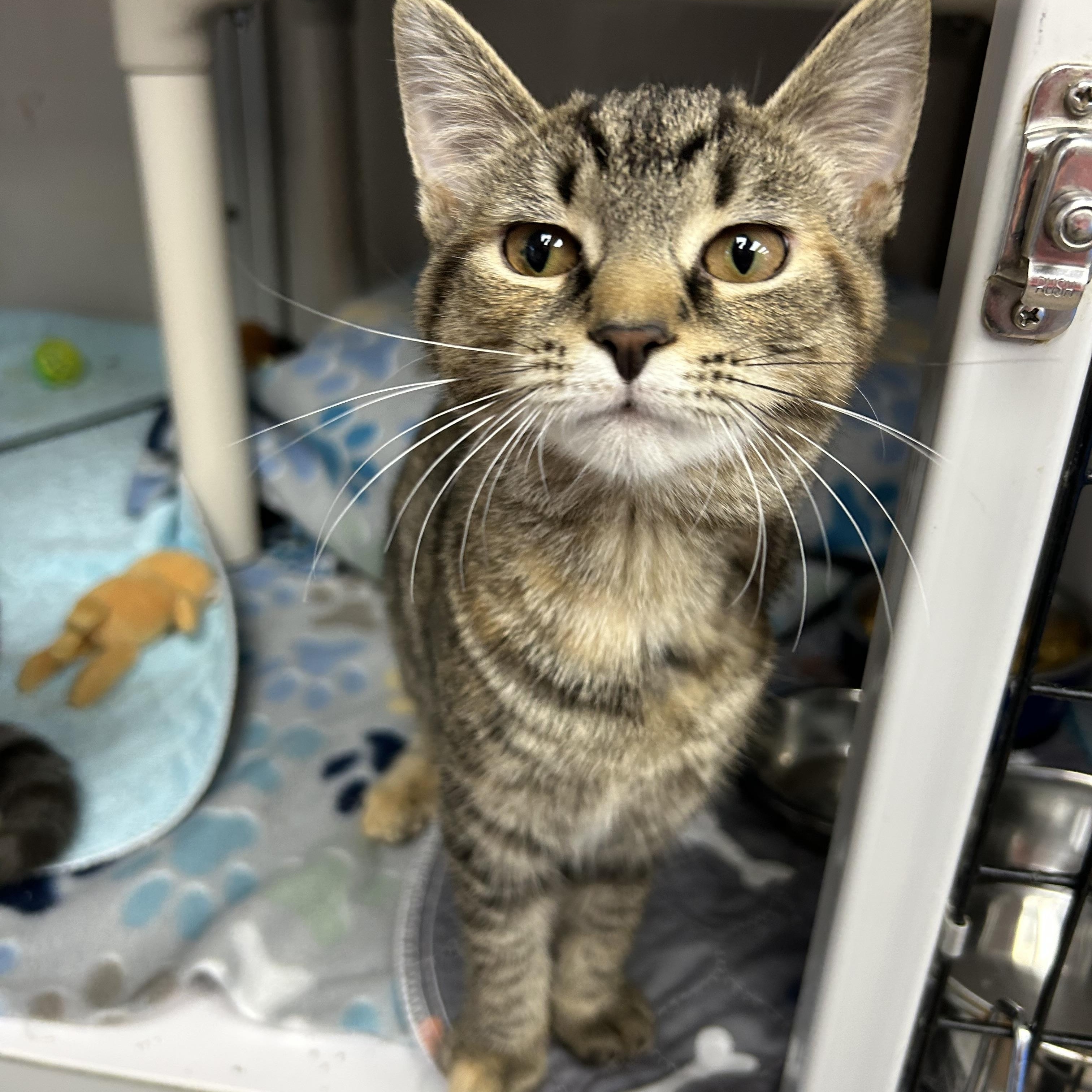 Carp, ADOPTABLE, Kitten Female Domestic Short Hair.