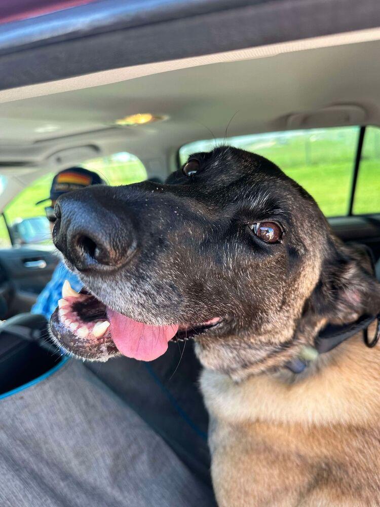 Eva - Located in Oklahoma, Adoptable, Senior Female Belgian Shepherd / Malinois.