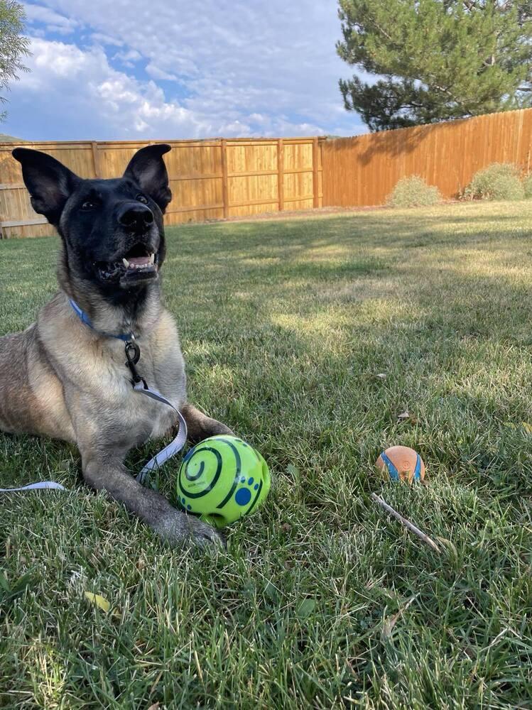 Enlarge Eva - Located in Oklahoma, a Adoptable mixed breed in Imlay City, MI image 2/6