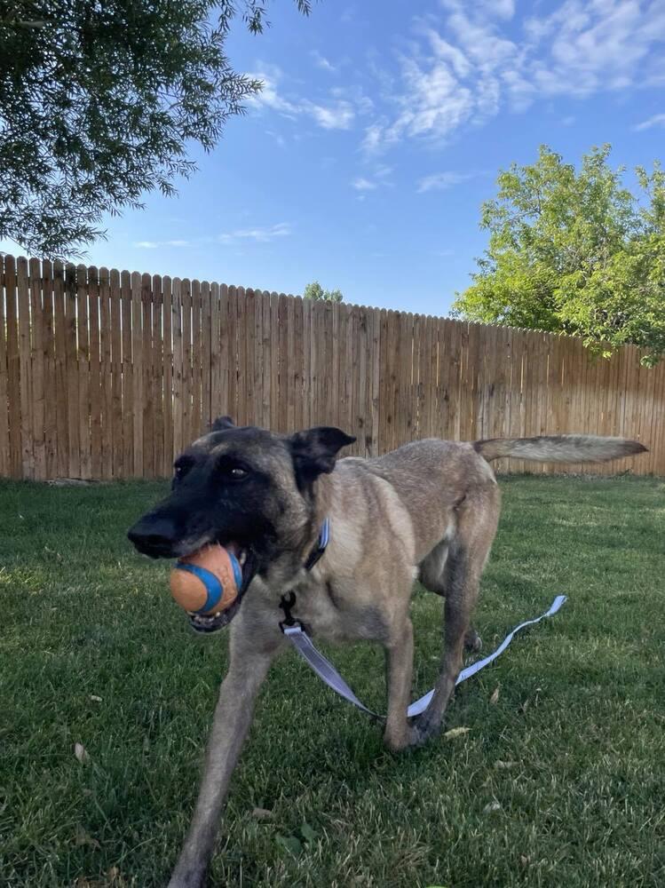 Enlarge Eva - Located in Oklahoma, a Adoptable mixed breed in Imlay City, MI image 3/6