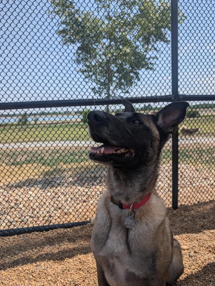 Enlarge Eva - Located in Oklahoma, a Adoptable mixed breed in Imlay City, MI image 6/6