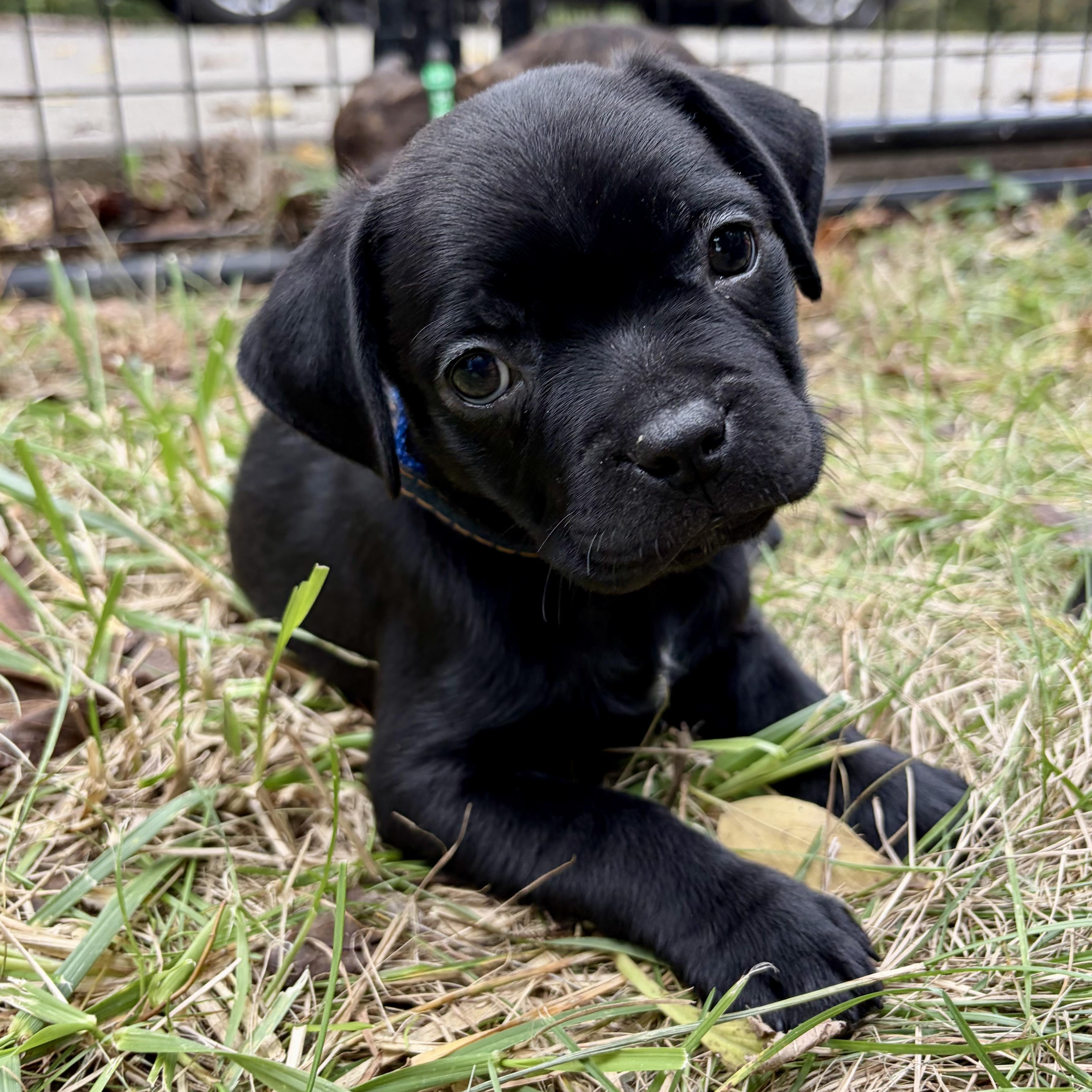 Enlarge Harvest, a Adoptable mixed breed in Murphysboro, IL image 5/6