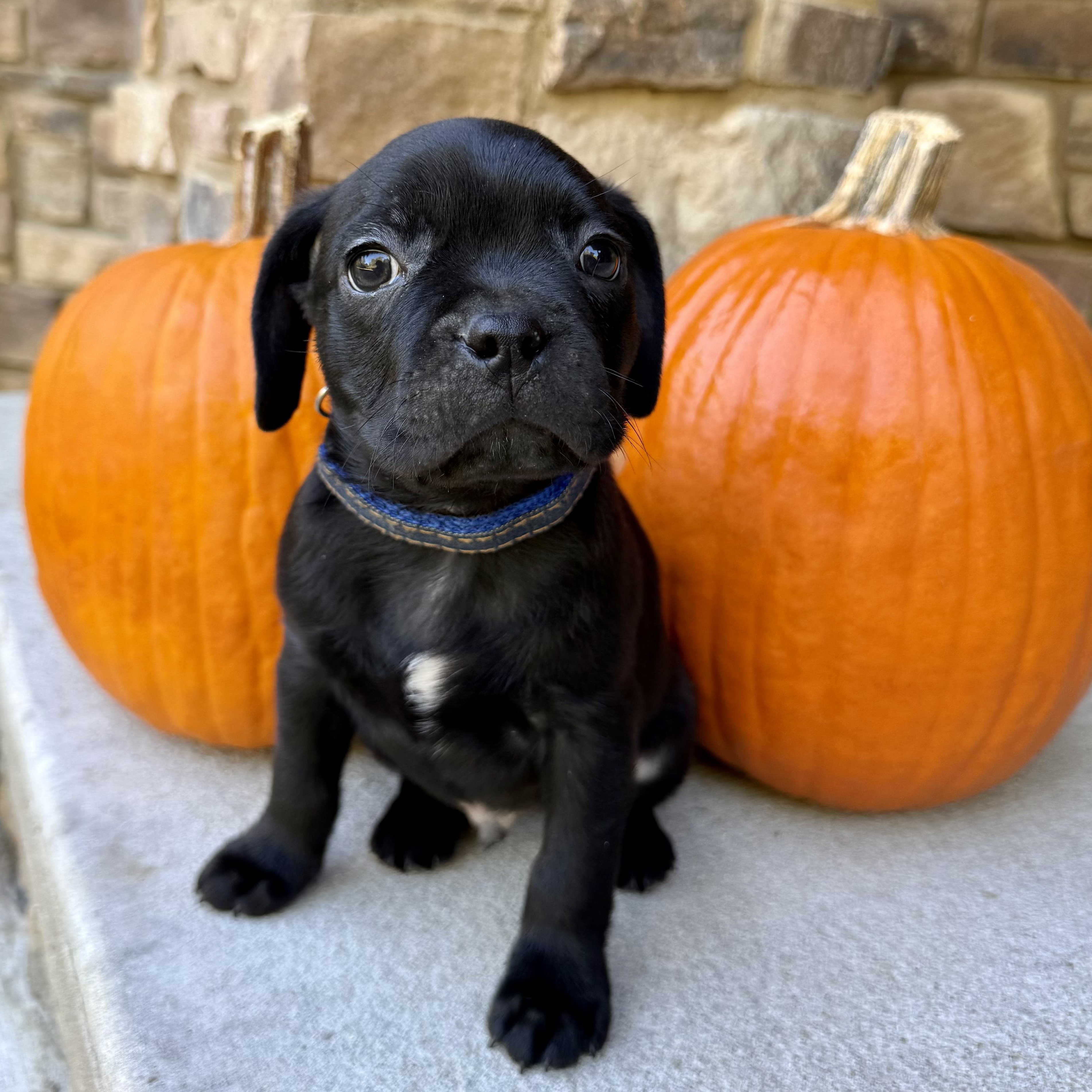 Harvest, Adoptable, Puppy Male Boston Terrier & French Bulldog.